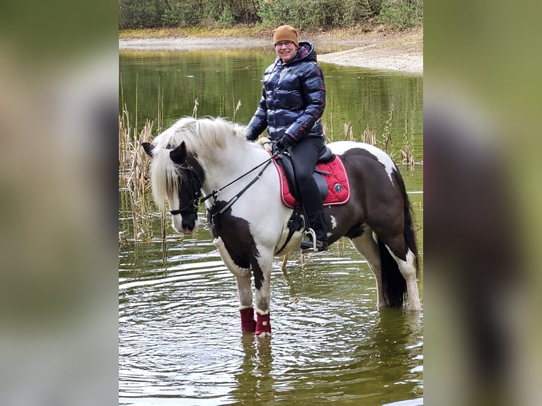 Gypsy Horse Gelding 7 years 14,2 hh Pinto in Lindern (Oldenburg)