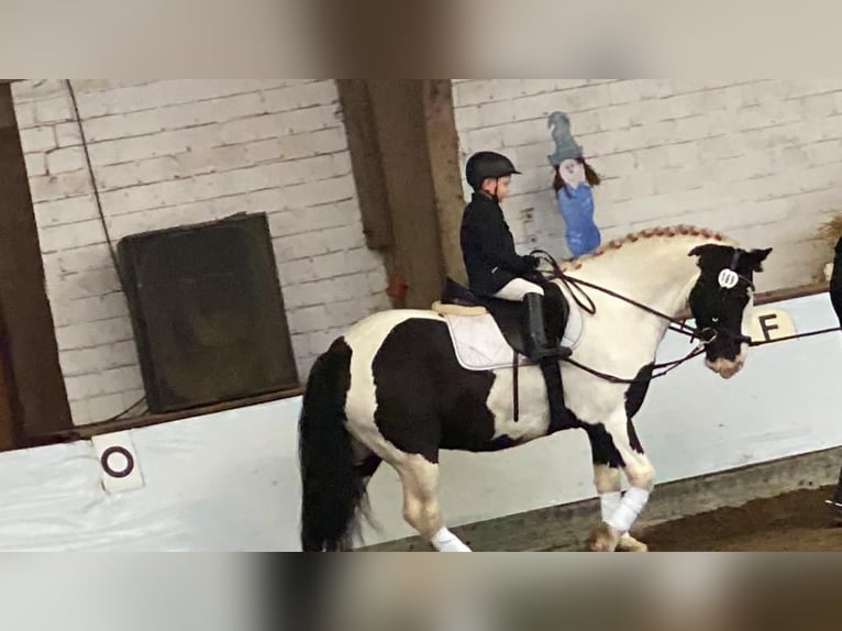 Gypsy Horse Gelding 7 years 14,2 hh Pinto in Lindern (Oldenburg)