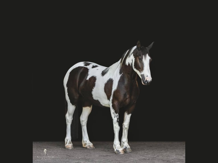 Gypsy Horse Gelding 7 years 14,2 hh Tobiano-all-colors in Everett, PA