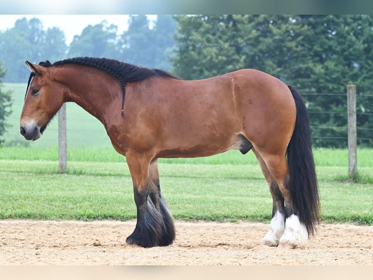 Gypsy Horse Mix Gelding 7 years 14,3 hh Bay in Jackson, OH