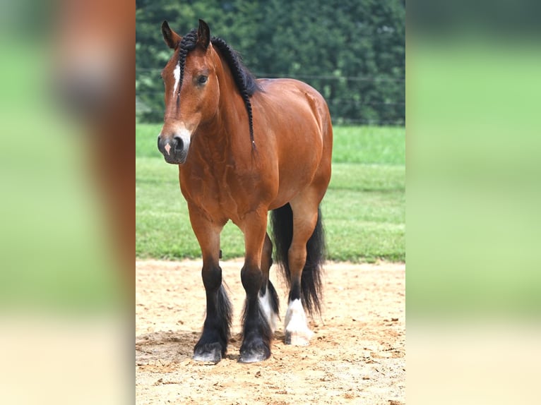 Gypsy Horse Mix Gelding 7 years 14,3 hh Bay in Jackson, OH