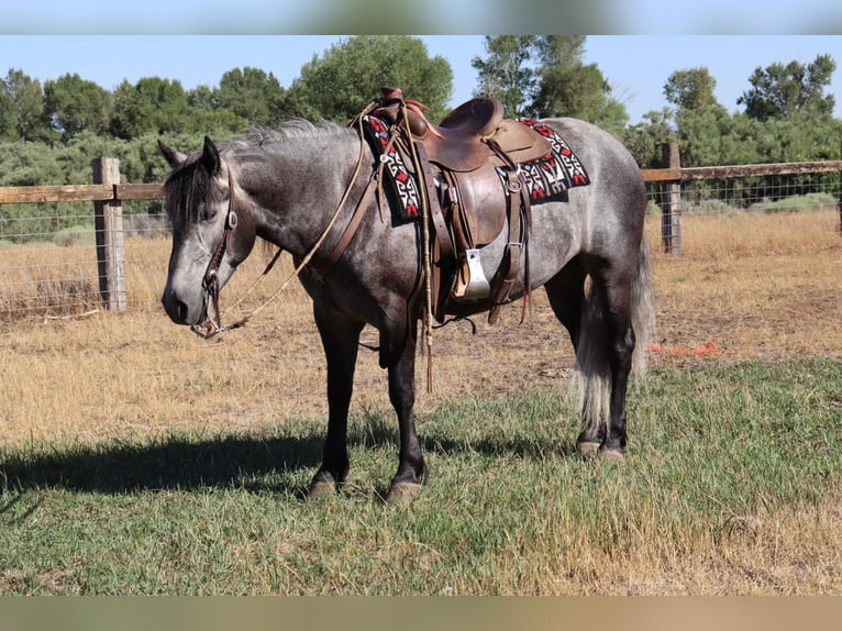 Gypsy Horse Mix Gelding 7 years 14,3 hh Gray in Dillon, MT