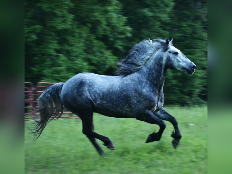 Gypsy Horse Mix Gelding 7 years 14,3 hh Roan-Blue in Mulberry, IN