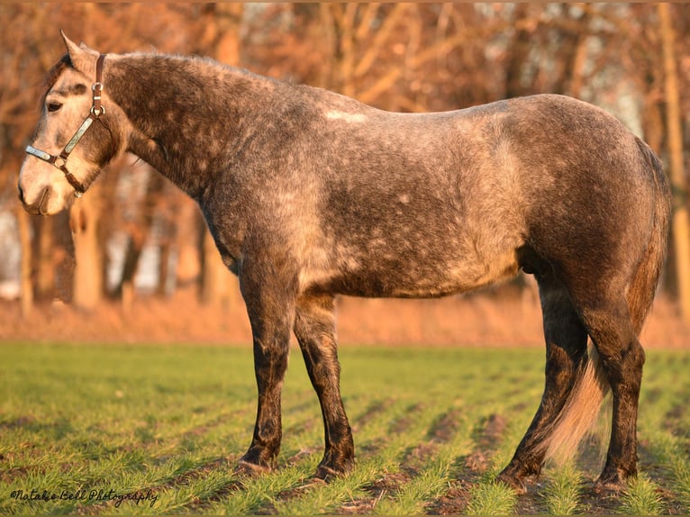 Gypsy Horse Mix Gelding 7 years 14,3 hh Roan-Blue in Mulberry, IN