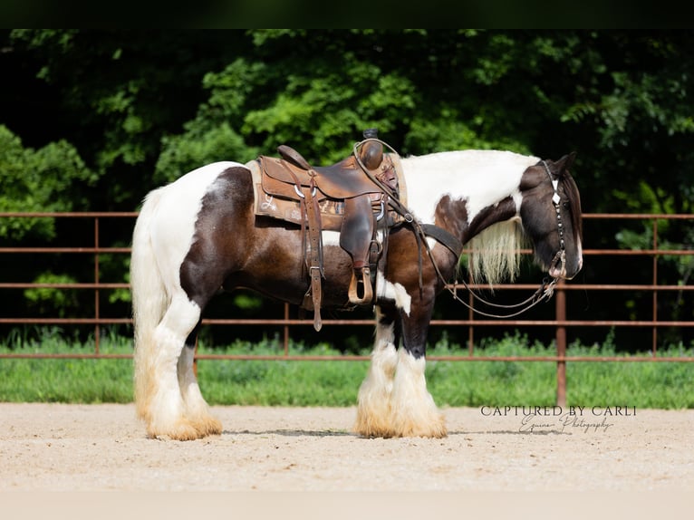 Gypsy Horse Gelding 7 years 14,3 hh in Lewistown, IL