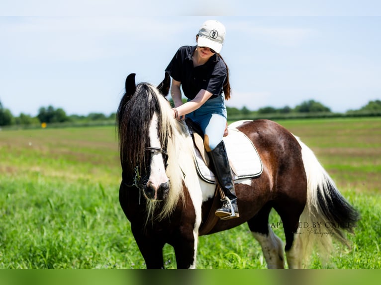 Gypsy Horse Gelding 7 years 14,3 hh in Lewistown, IL