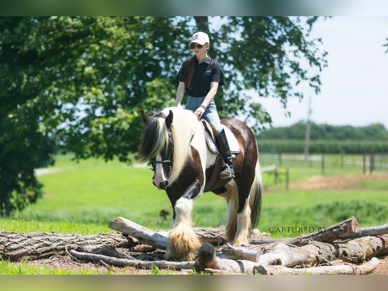Gypsy Horse Gelding 7 years 14,3 hh in Lewistown, IL