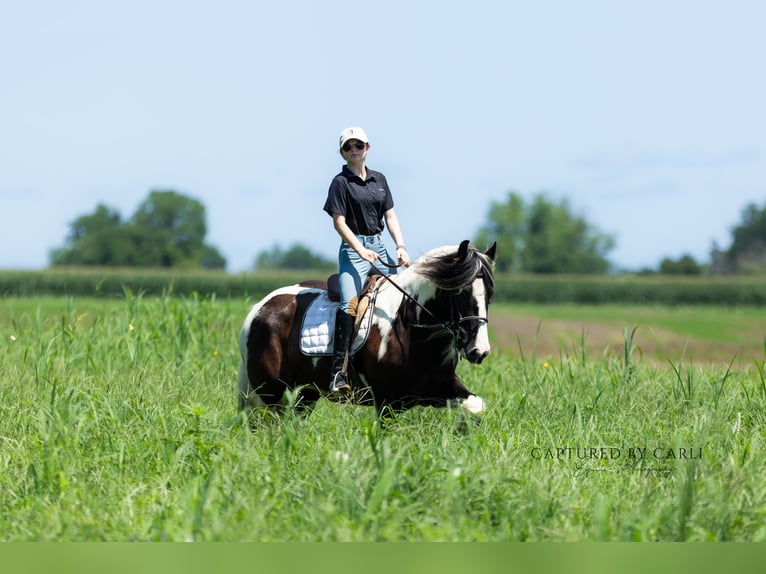 Gypsy Horse Gelding 7 years 14,3 hh in Lewistown, IL