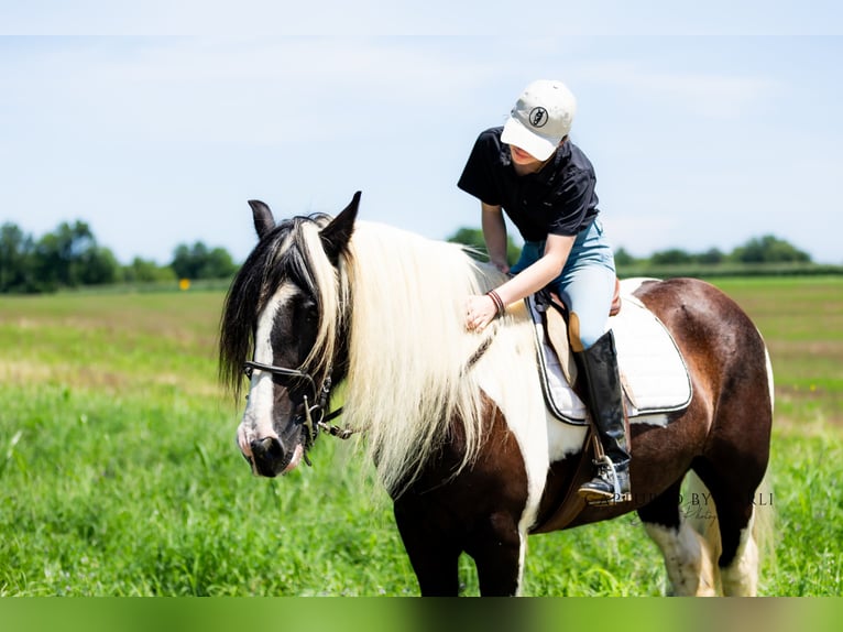 Gypsy Horse Gelding 7 years 14,3 hh in Lewistown, IL
