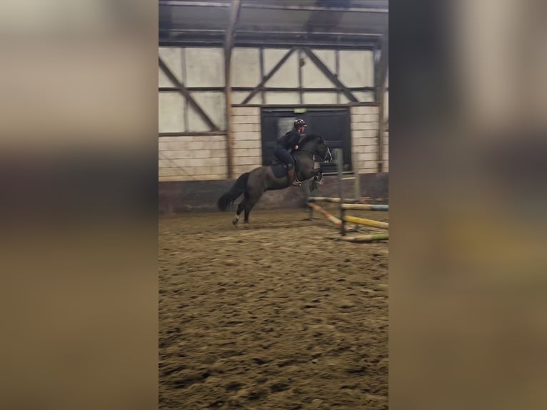 Gypsy Horse Gelding 7 years 14 hh Bay-Dark in Katwijk