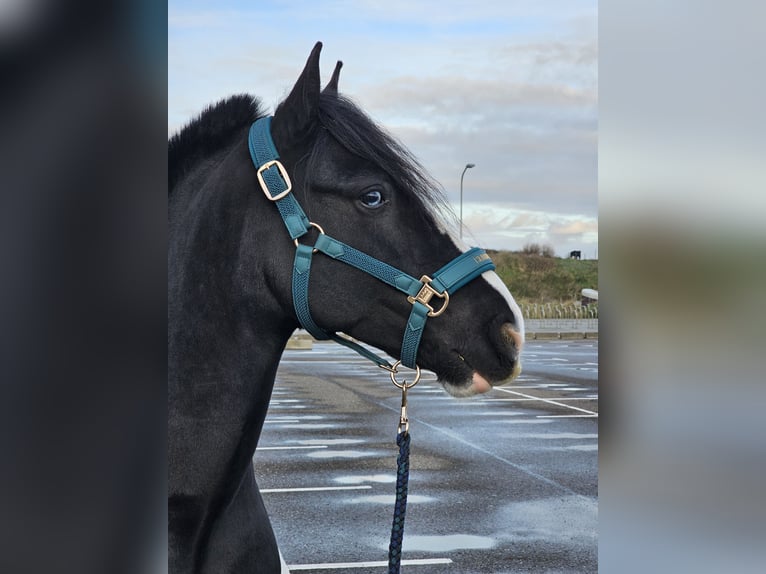 Gypsy Horse Gelding 7 years 14 hh Bay-Dark in Katwijk