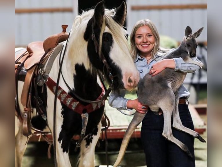 Gypsy Horse Gelding 7 years 14 hh Black in Edinburgh