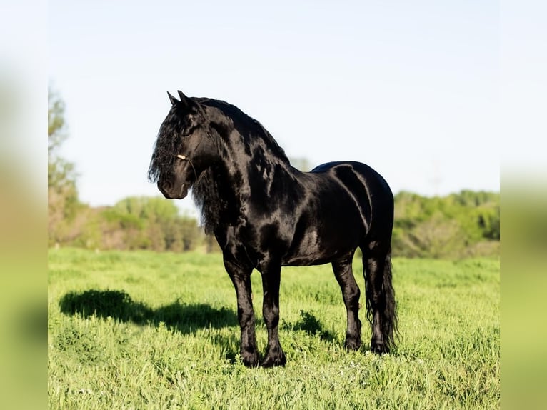 Gypsy Horse Mix Gelding 7 years 14 hh Black in Nevis, MN