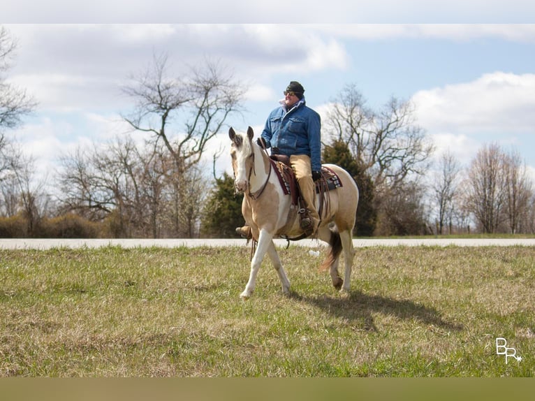 Gypsy Horse Gelding 7 years 14 hh Buckskin in Mt. grove MO