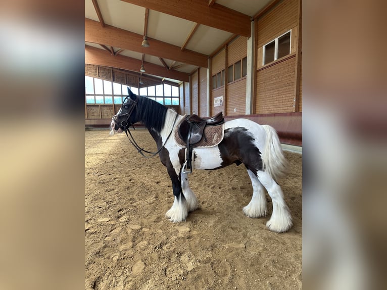 Gypsy Horse Gelding 7 years 14 hh Pinto in Achstetten