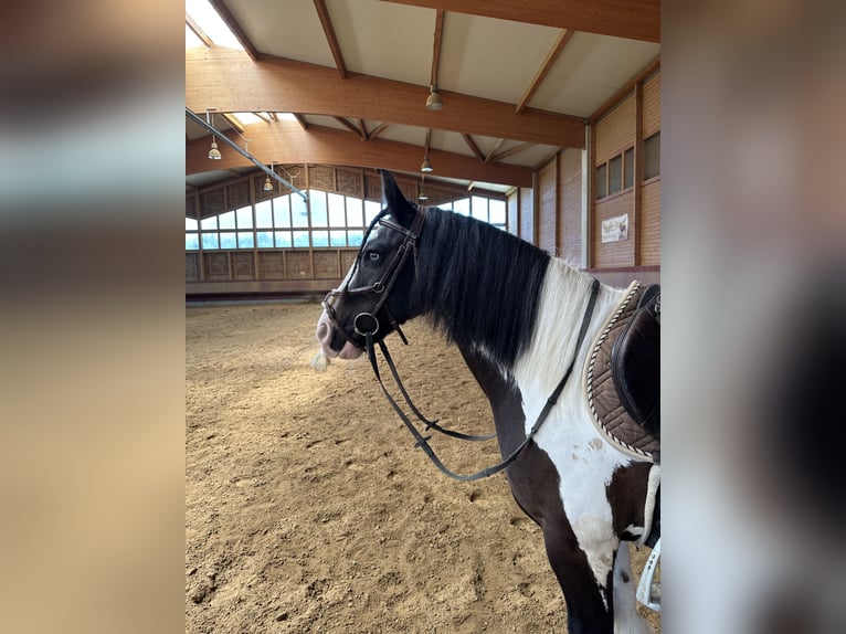Gypsy Horse Gelding 7 years 14 hh Pinto in Achstetten