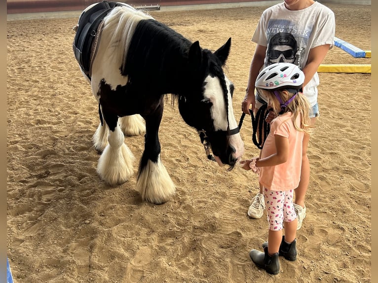 Gypsy Horse Gelding 7 years 14 hh Pinto in Achstetten