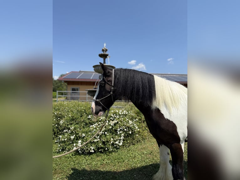 Gypsy Horse Gelding 7 years 14 hh Pinto in Achstetten