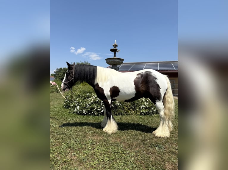 Gypsy Horse Gelding 7 years 14 hh Pinto in Achstetten