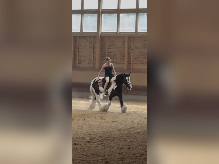 Gypsy Horse Gelding 7 years 14 hh Pinto in Achstetten