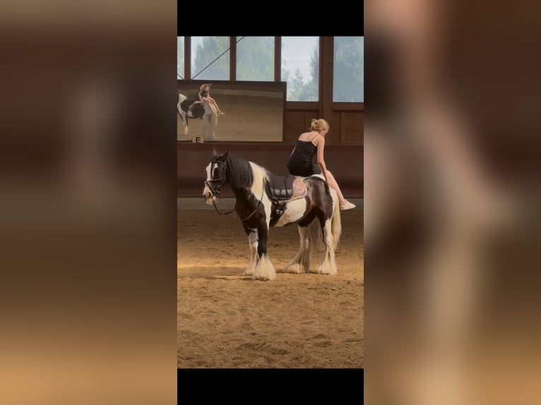 Gypsy Horse Gelding 7 years 14 hh Pinto in Achstetten