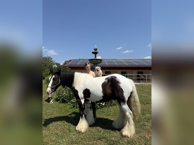 Gypsy Horse Gelding 7 years 14 hh Pinto in Achstetten