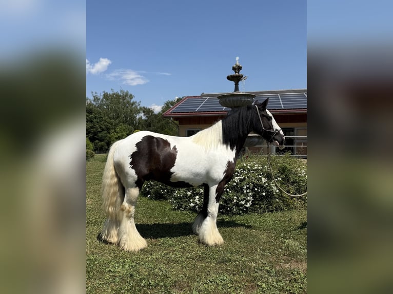 Gypsy Horse Gelding 7 years 14 hh Pinto in Achstetten