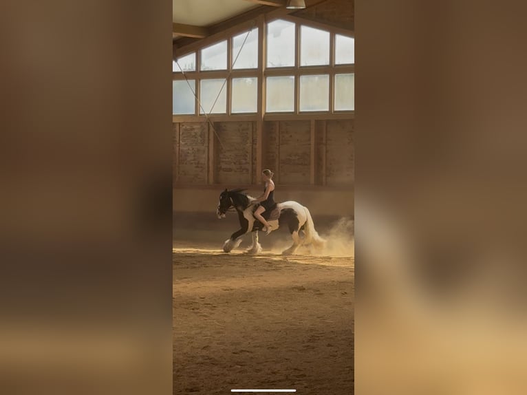 Gypsy Horse Gelding 7 years 14 hh Pinto in Achstetten