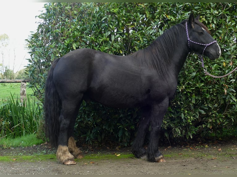 Gypsy Horse Gelding 7 years 14,1 hh Black in Lathen