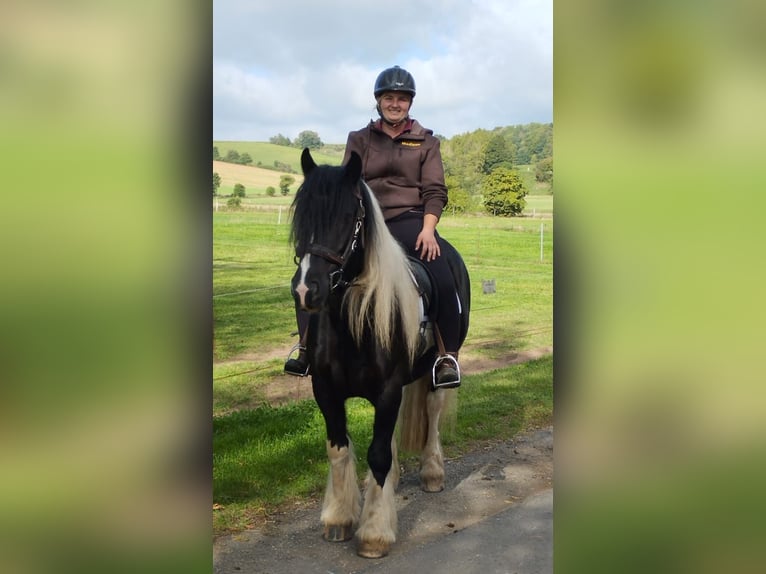 Gypsy Horse Gelding 7 years 14,1 hh Pinto in Niedersachswerfen