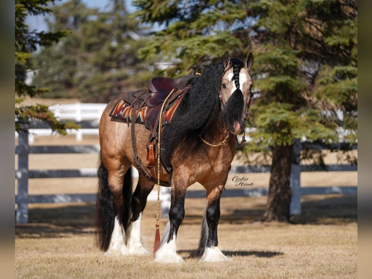 Gypsy Horse Gelding 7 years 14,2 hh Buckskin in Independence, IA