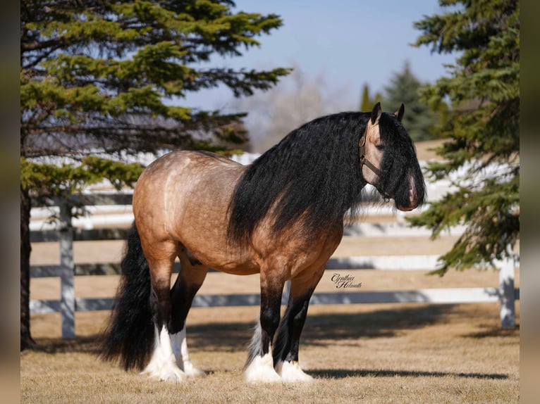 Gypsy Horse Gelding 7 years 14,2 hh Buckskin in Independence, IA