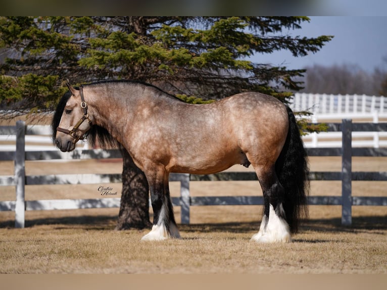Gypsy Horse Gelding 7 years 14,2 hh Buckskin in Independence, IA