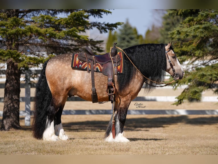 Gypsy Horse Gelding 7 years 14,2 hh Buckskin in Independence, IA