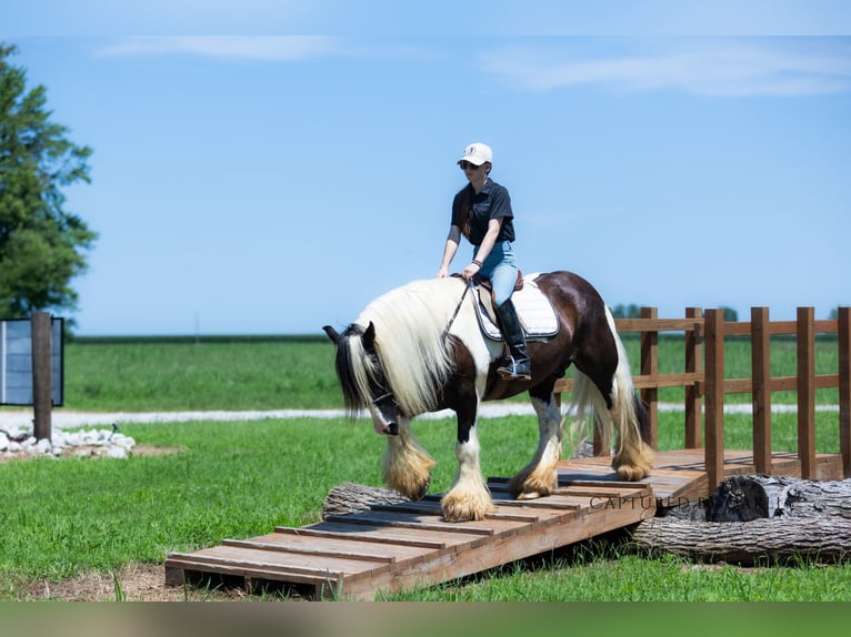 Gypsy Horse Gelding 7 years 14,3 hh in Lewistown, IL