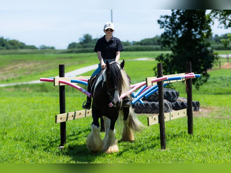 Gypsy Horse Gelding 7 years 14,3 hh in Lewistown, IL