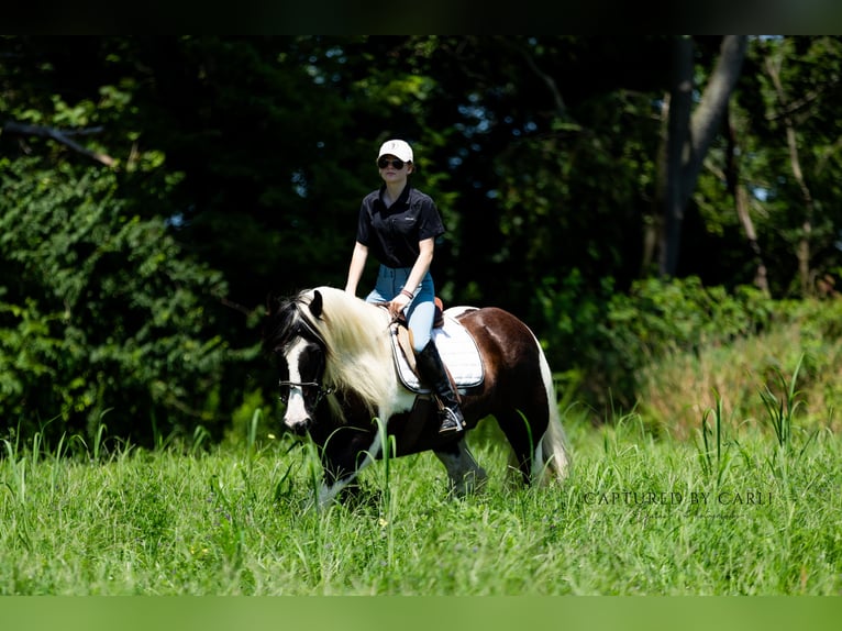Gypsy Horse Gelding 7 years 14,3 hh in Lewistown, IL