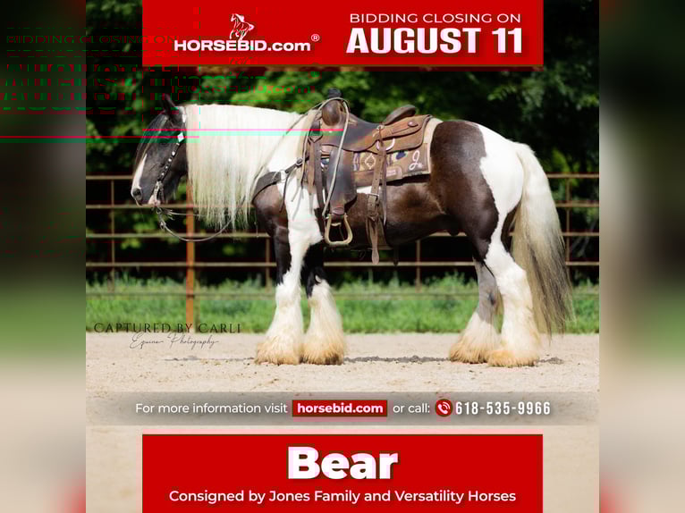 Gypsy Horse Gelding 7 years 14,3 hh in Lewistown, IL