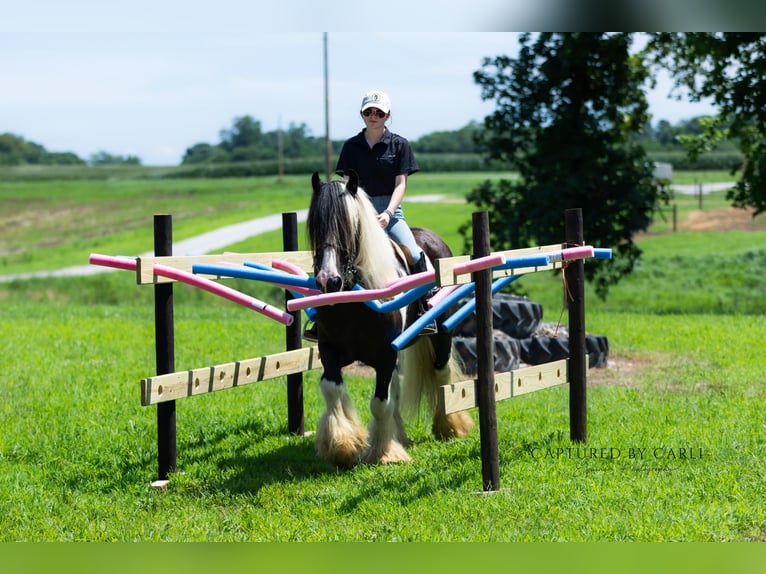 Gypsy Horse Gelding 7 years 14,3 hh in Lewistown, IL