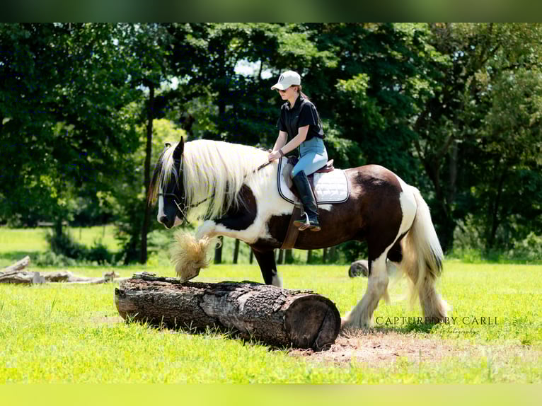 Gypsy Horse Gelding 7 years 14,3 hh in Lewistown, IL