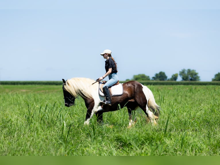 Gypsy Horse Gelding 7 years 14,3 hh in Lewistown, IL