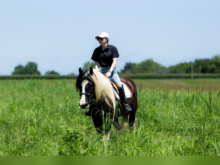 Gypsy Horse Gelding 7 years 14,3 hh in Lewistown, IL