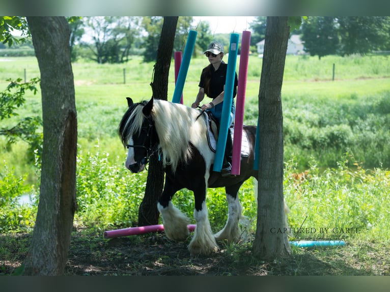 Gypsy Horse Gelding 7 years 14,3 hh in Lewistown, IL