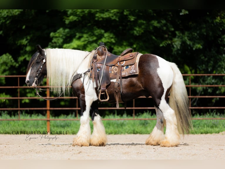 Gypsy Horse Gelding 7 years 14,3 hh in Lewistown, IL