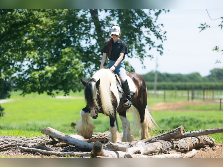 Gypsy Horse Gelding 7 years 14,3 hh in Lewistown, IL