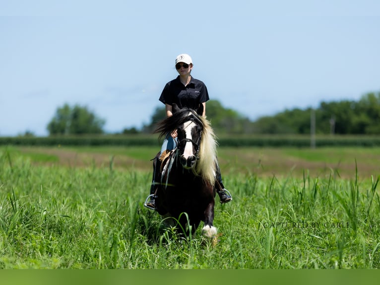 Gypsy Horse Gelding 7 years 14,3 hh in Lewistown, IL