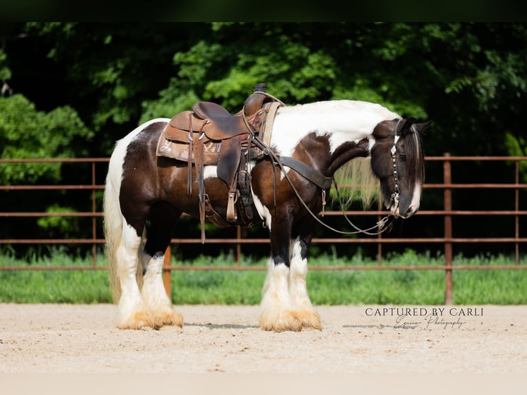 Gypsy Horse Gelding 7 years 14,3 hh in Lewistown, IL