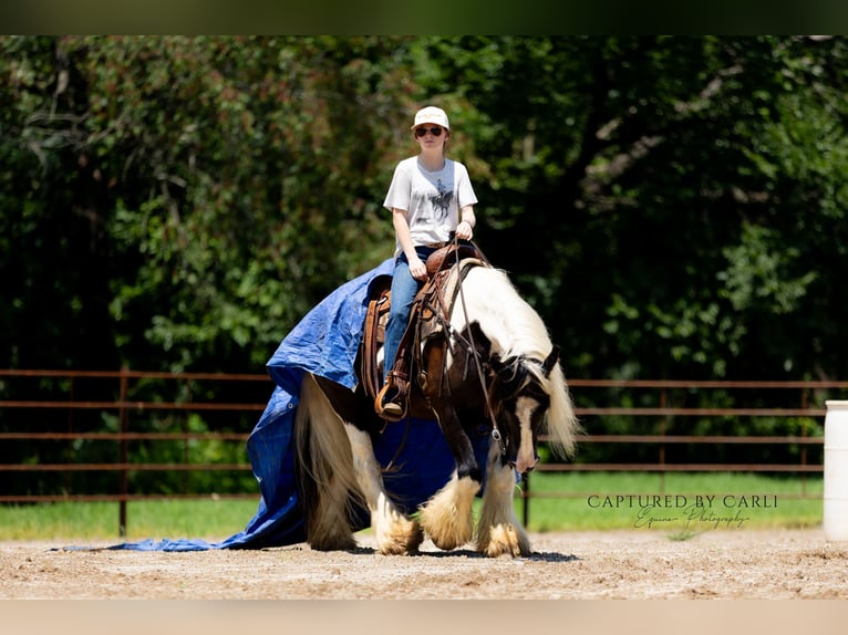 Gypsy Horse Gelding 7 years 14,3 hh in Lewistown, IL