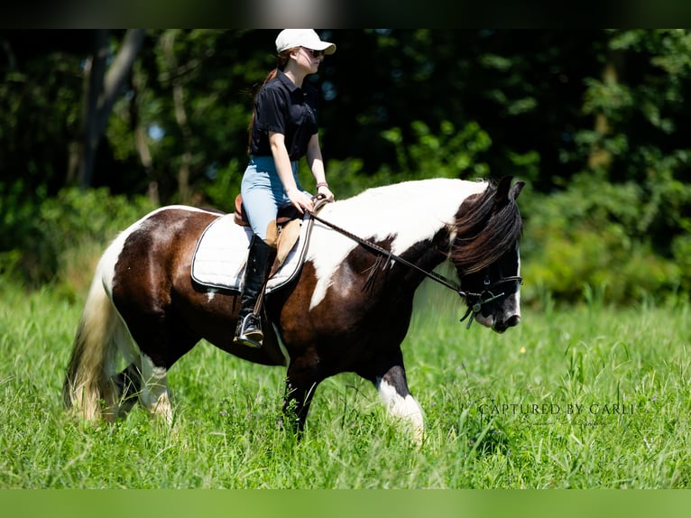 Gypsy Horse Gelding 7 years 14,3 hh in Lewistown, IL