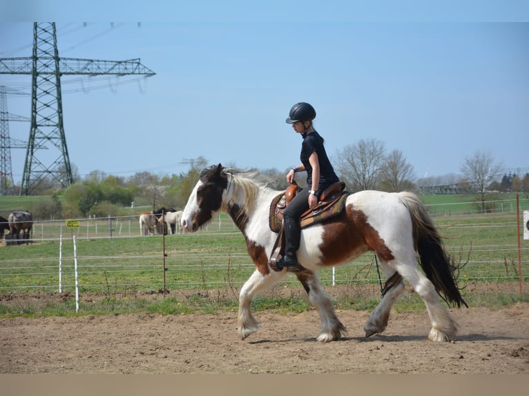 Gypsy Horse Mix Gelding 7 years 15,1 hh Pinto in Perleberg